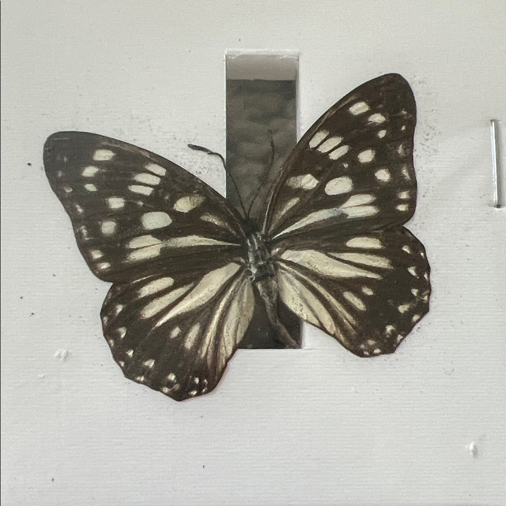Real Dark Brown & Cream Butterfly